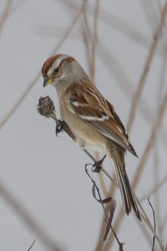 American Tree Sparrow - ML529353511