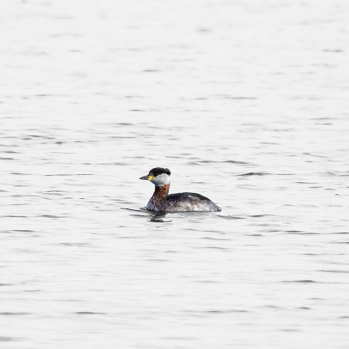 Red-necked Grebe - ML529355201