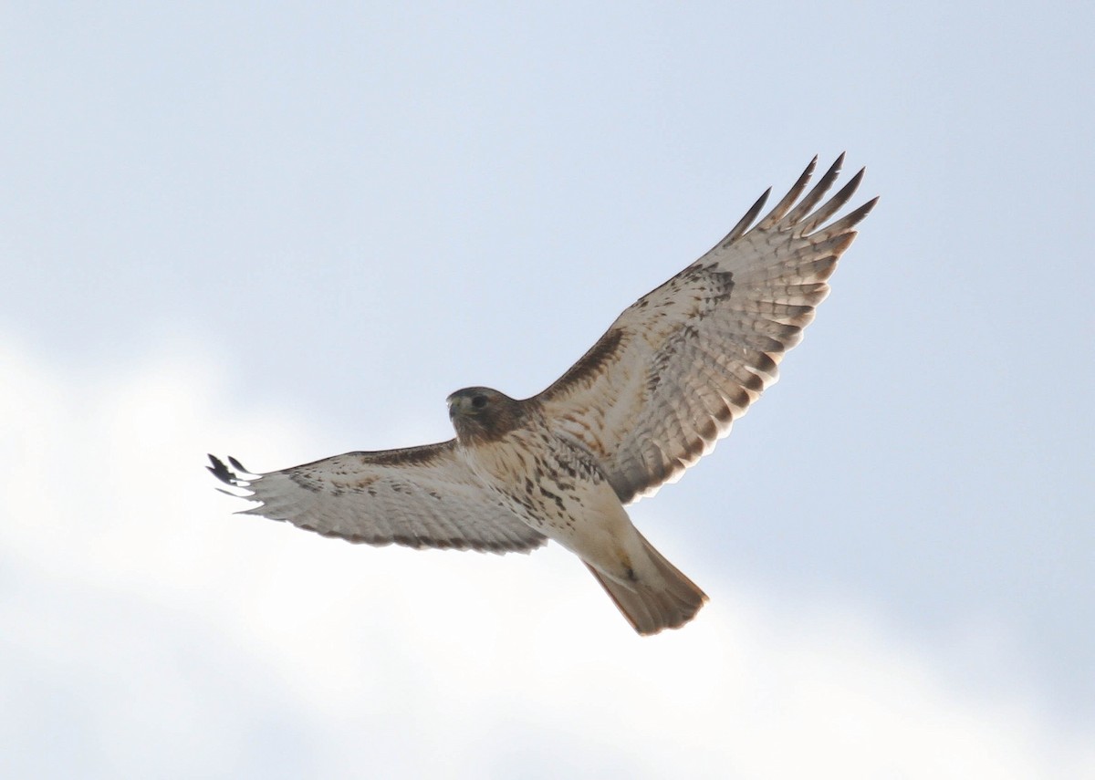 Red-tailed Hawk - ML52935601