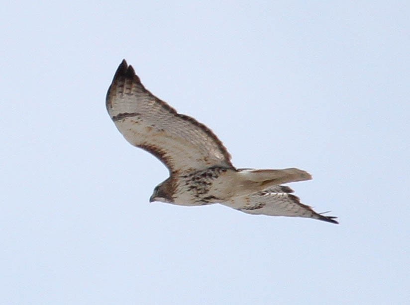 Red-tailed Hawk - ML52935621