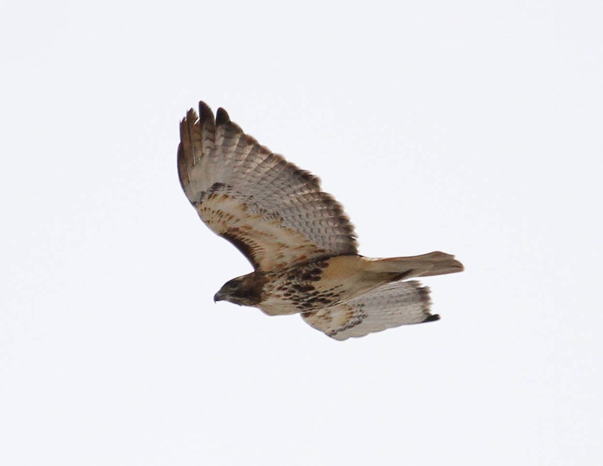 Red-tailed Hawk (abieticola) - ML52935851
