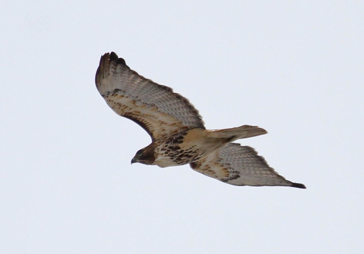 Red-tailed Hawk (abieticola) - ML52935861