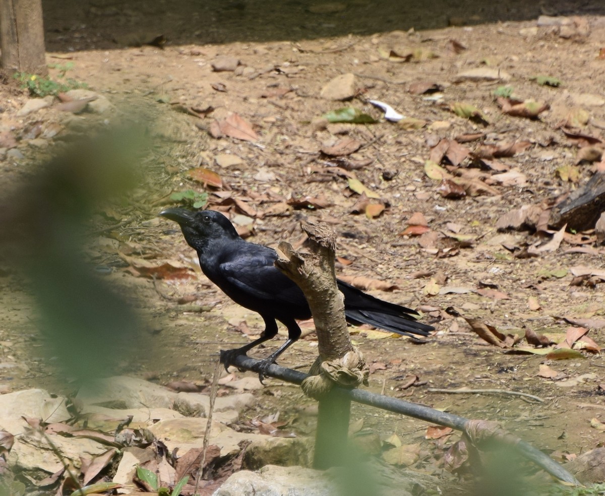 Large-billed Crow - John Bruin