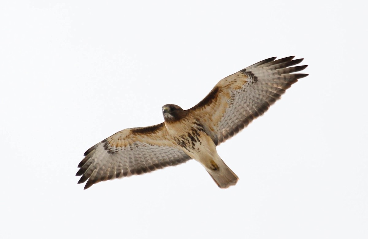 Red-tailed Hawk - ML52935911