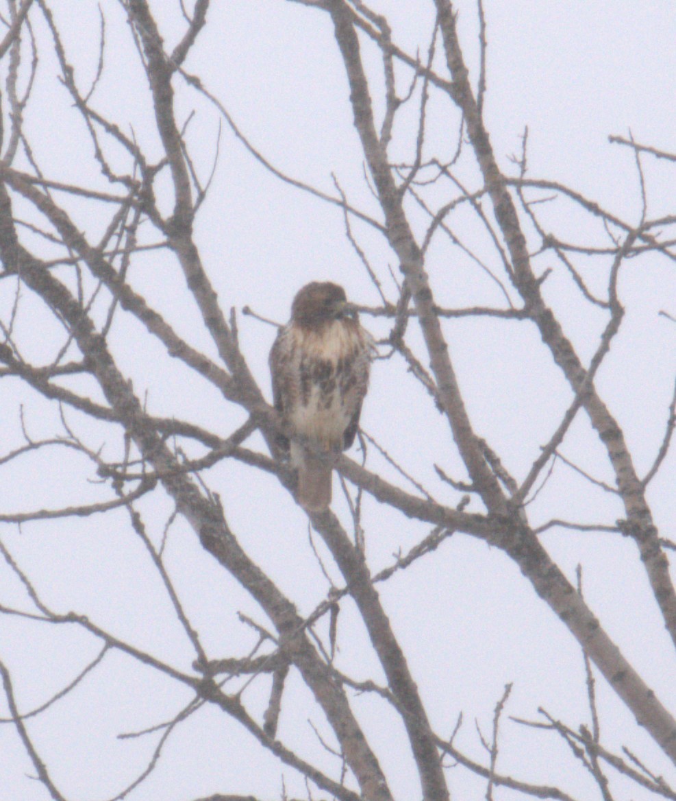 Red-tailed Hawk - ML529363001