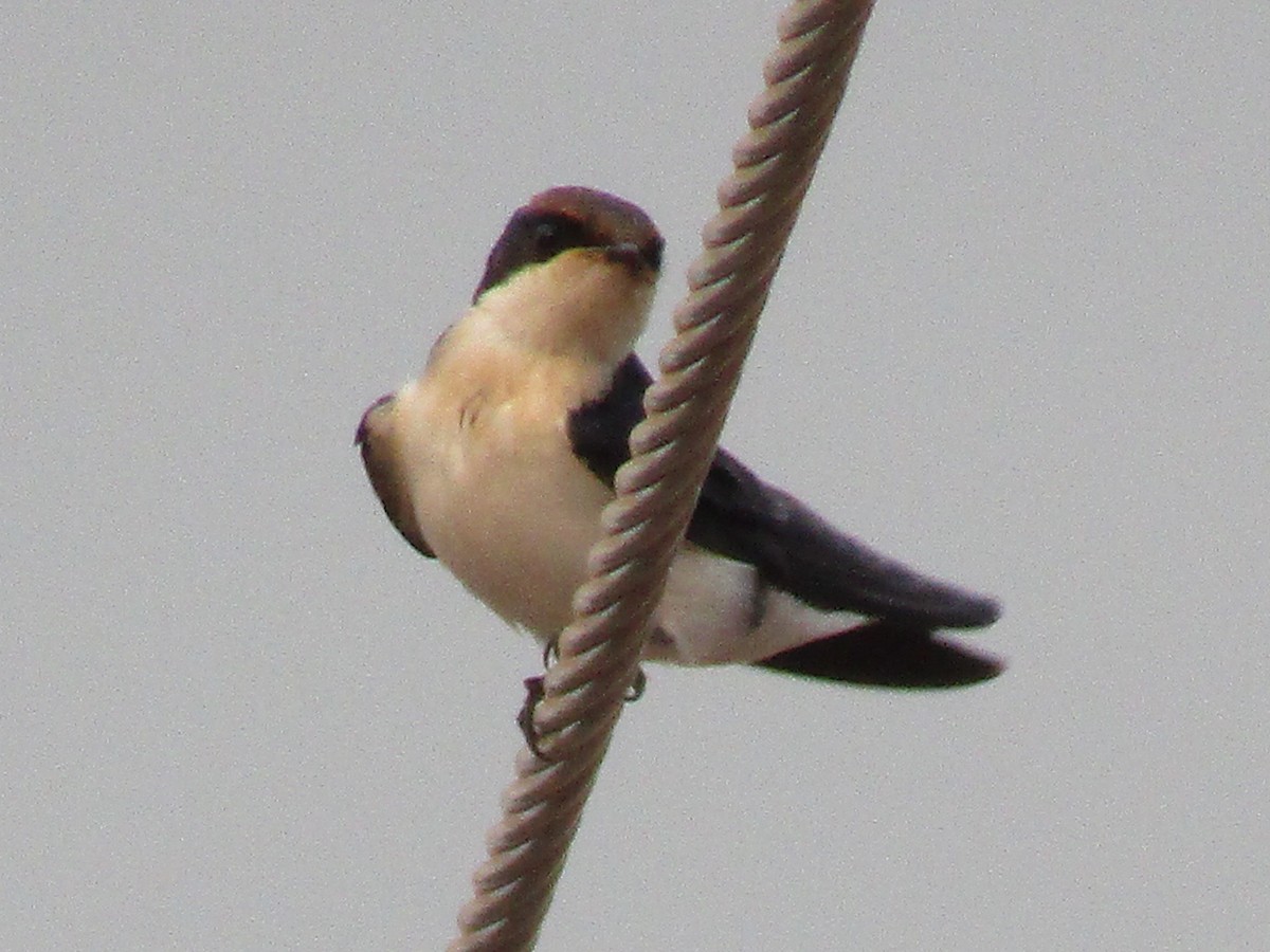 Wire-tailed Swallow - Raju Kidoor