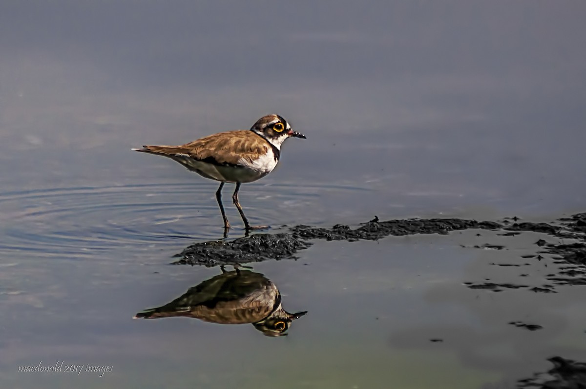 Little Ringed Plover - donald  pancho
