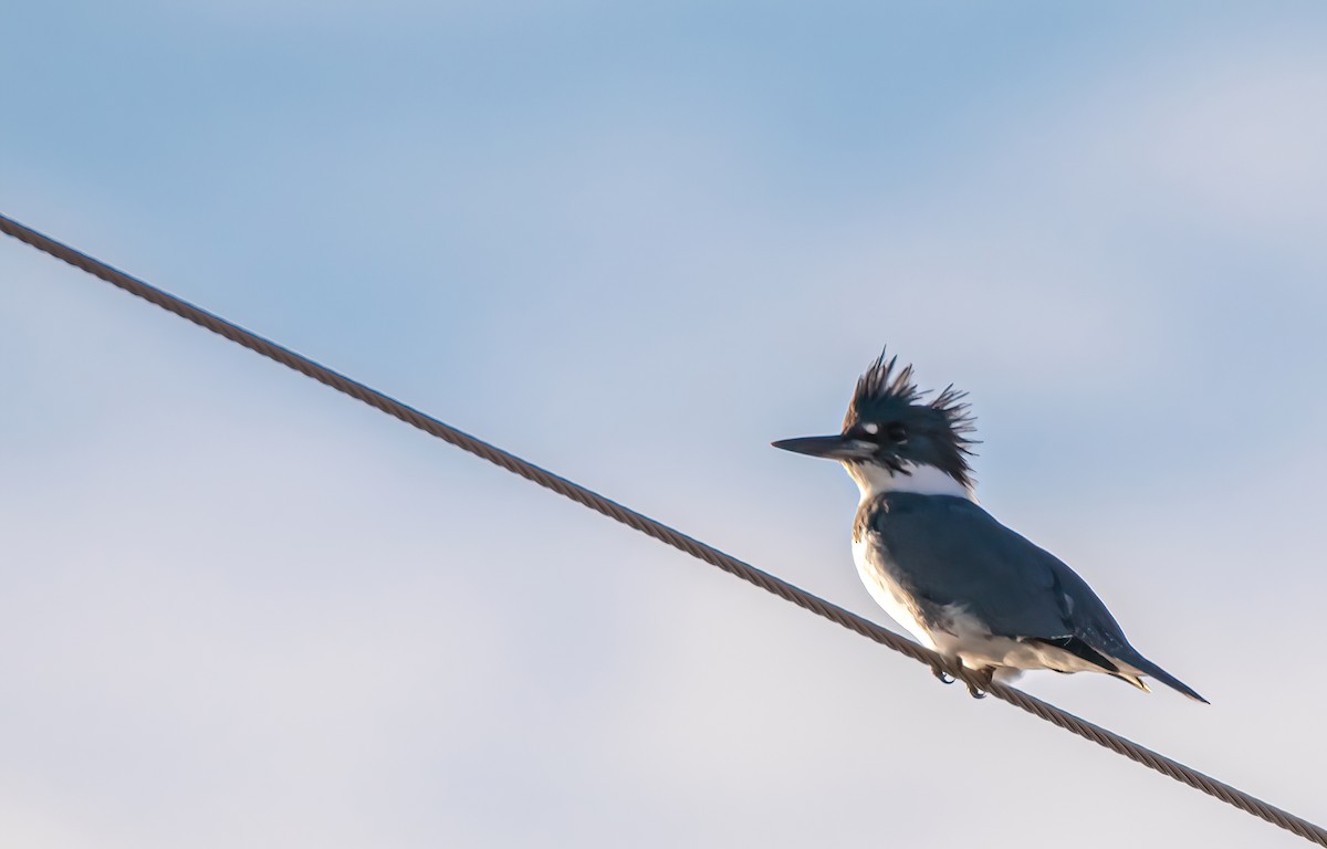 Belted Kingfisher - ML529370181