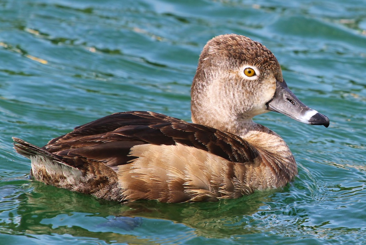 Ring-necked Duck - ML52937071