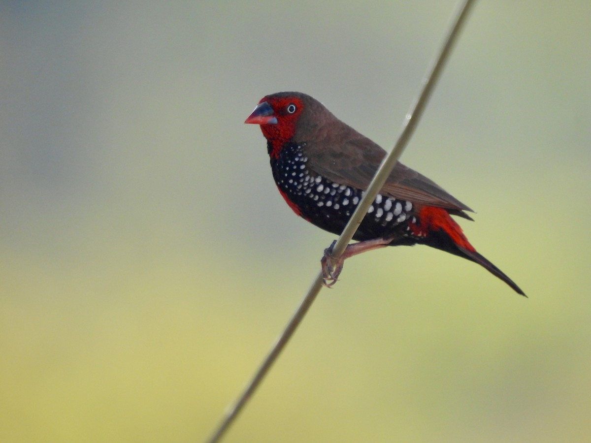 Painted Firetail - ML529372881
