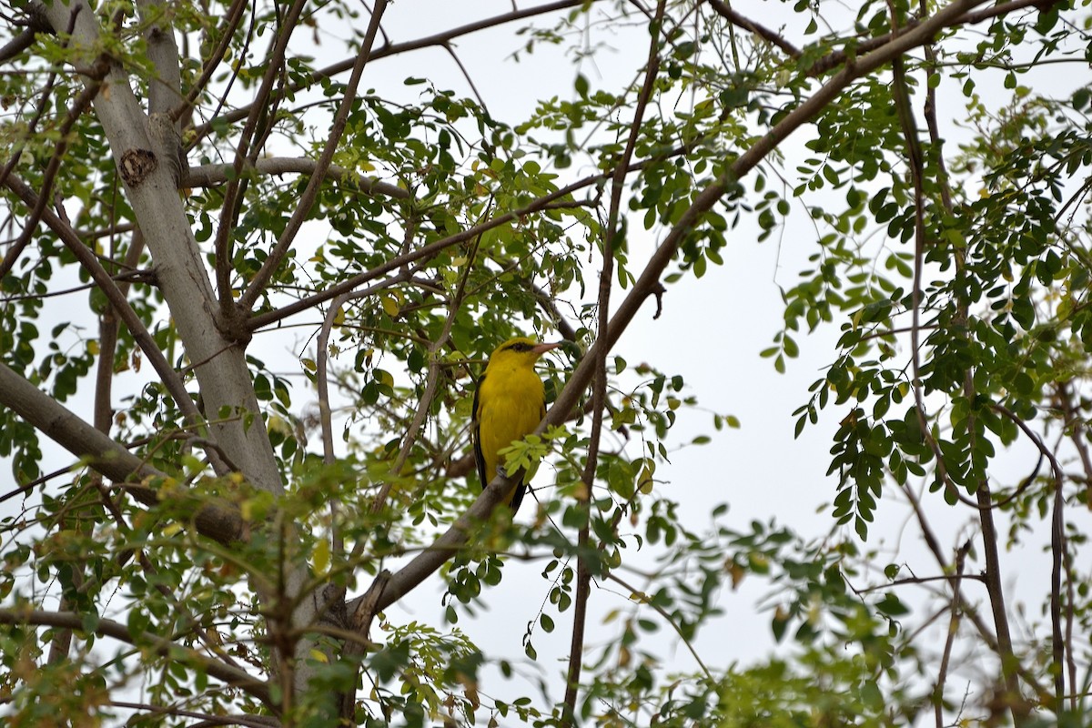 Indian Golden Oriole - ML52937361