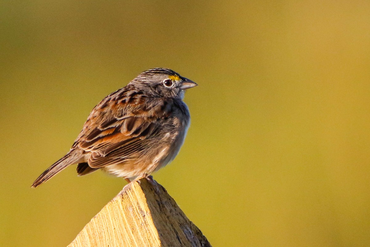 Grassland Sparrow - ML529374761