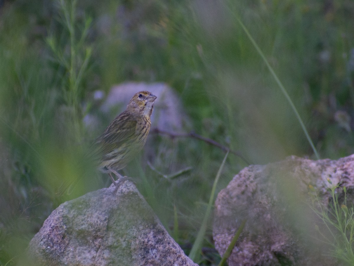 Grassland Sparrow - ML529376071