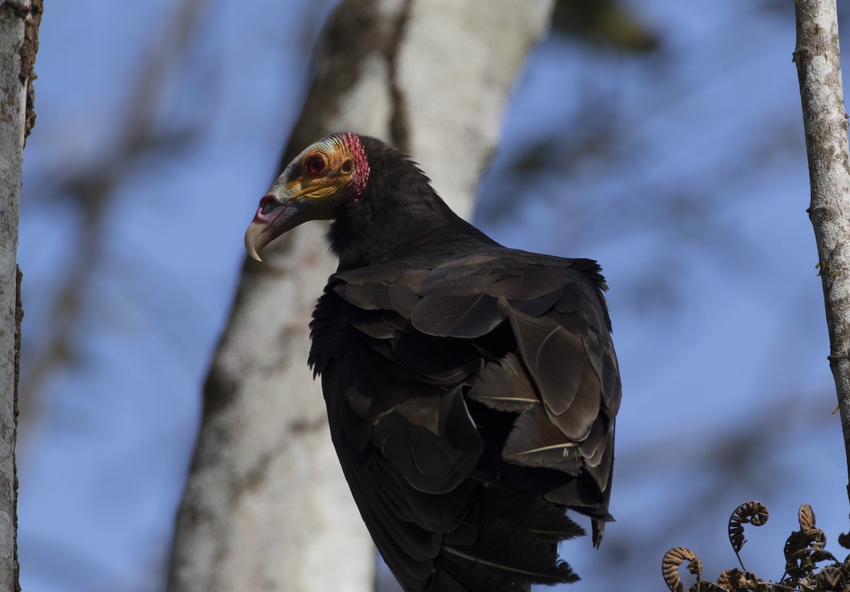 Lesser Yellow-headed Vulture - ML529380551