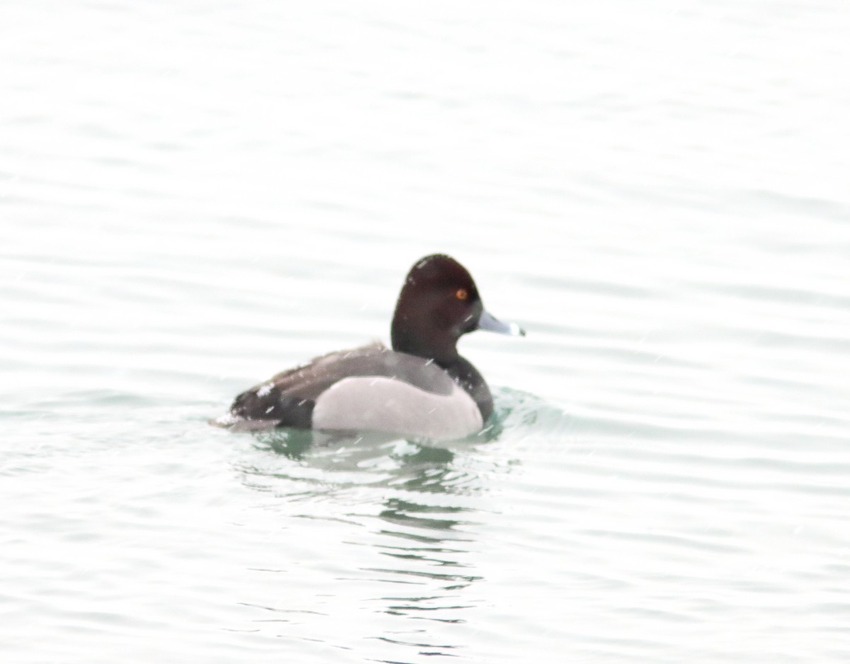 Redhead x Ring-necked Duck (hybrid) - ML529385061