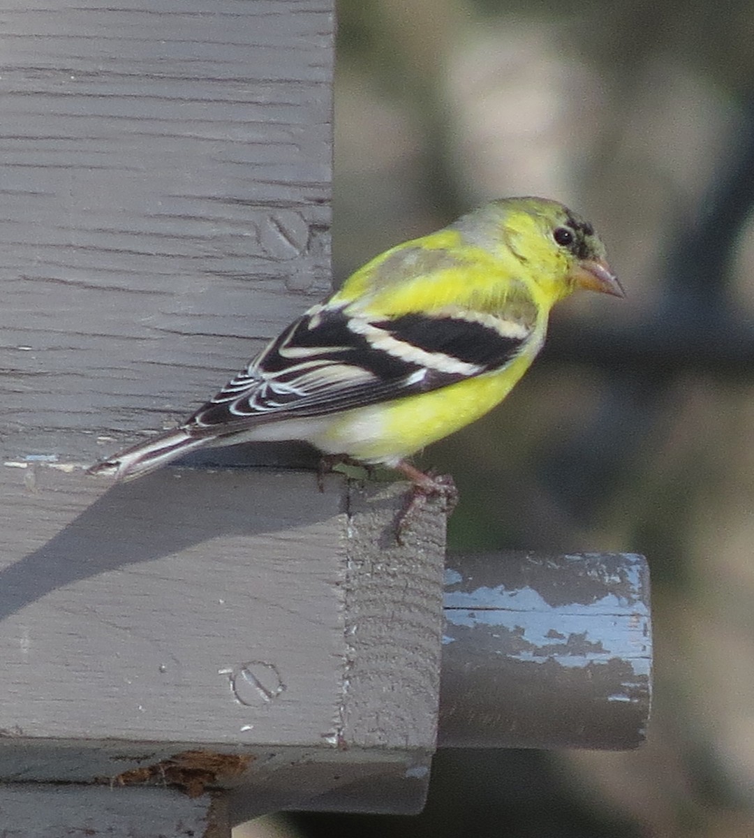 American Goldfinch - Amy Lawes