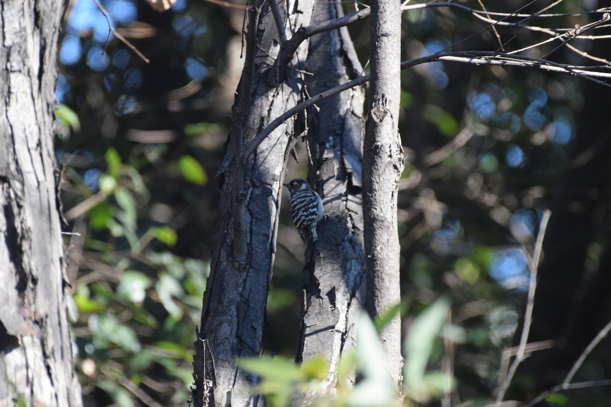 Japanese Pygmy Woodpecker - ML529385781