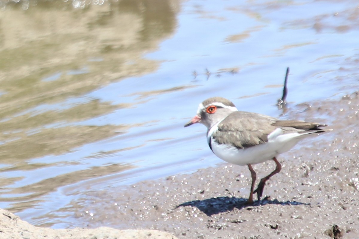 Three-banded Plover - ML529387121