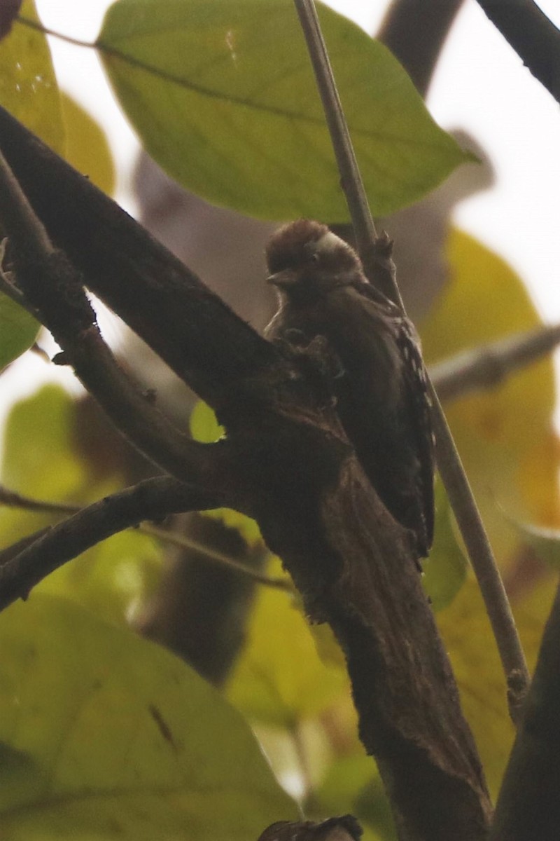 Brown-capped Pygmy Woodpecker - ML529387741