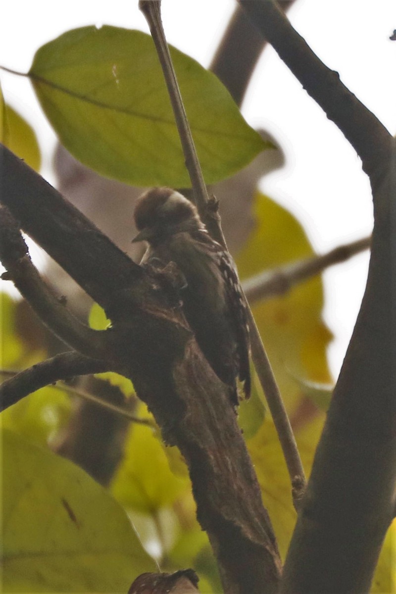 Brown-capped Pygmy Woodpecker - ML529387751