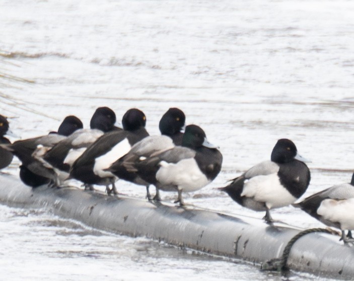 Tufted Duck - ML529388681