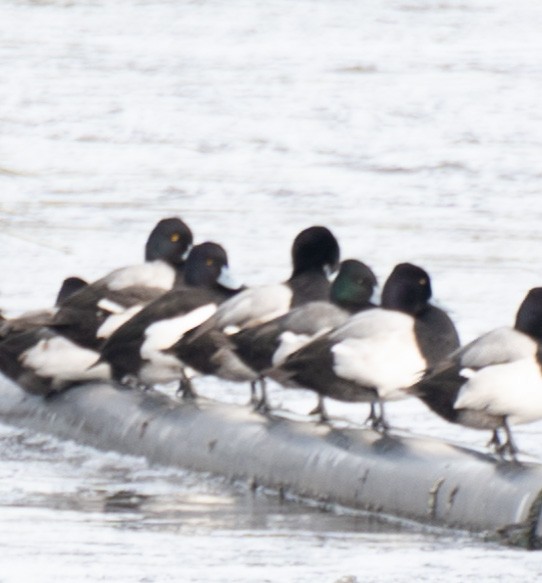 Tufted Duck - ML529388691