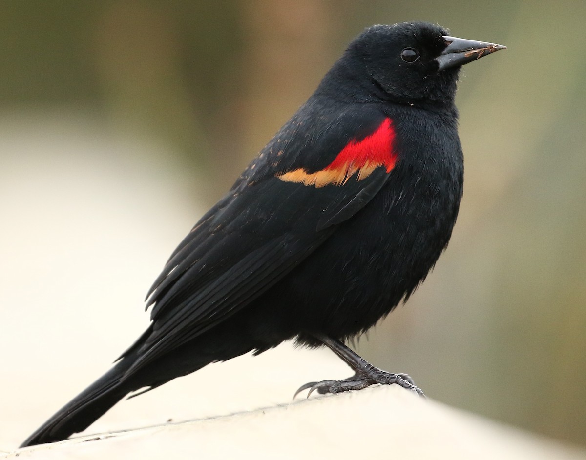 Red-winged Blackbird - ML529389251