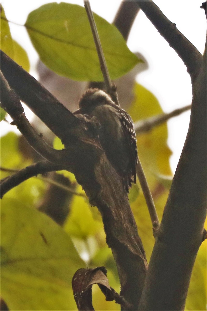 Brown-capped Pygmy Woodpecker - ML529389261