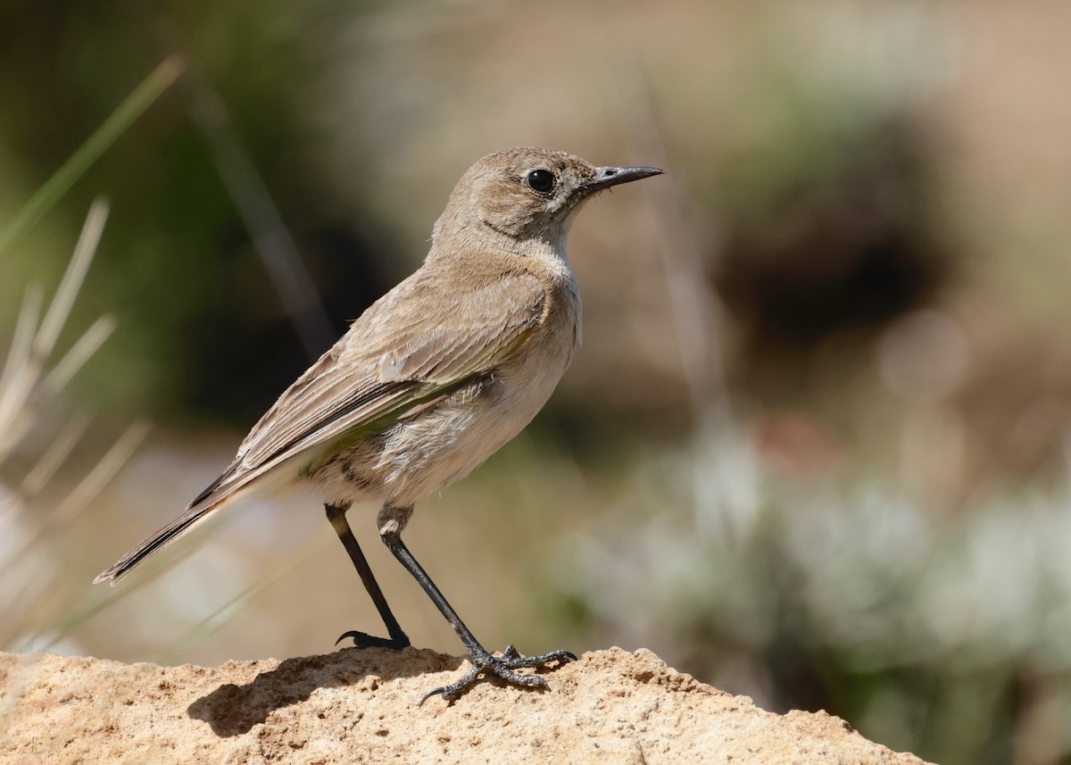 Sickle-winged Chat - ML529389861