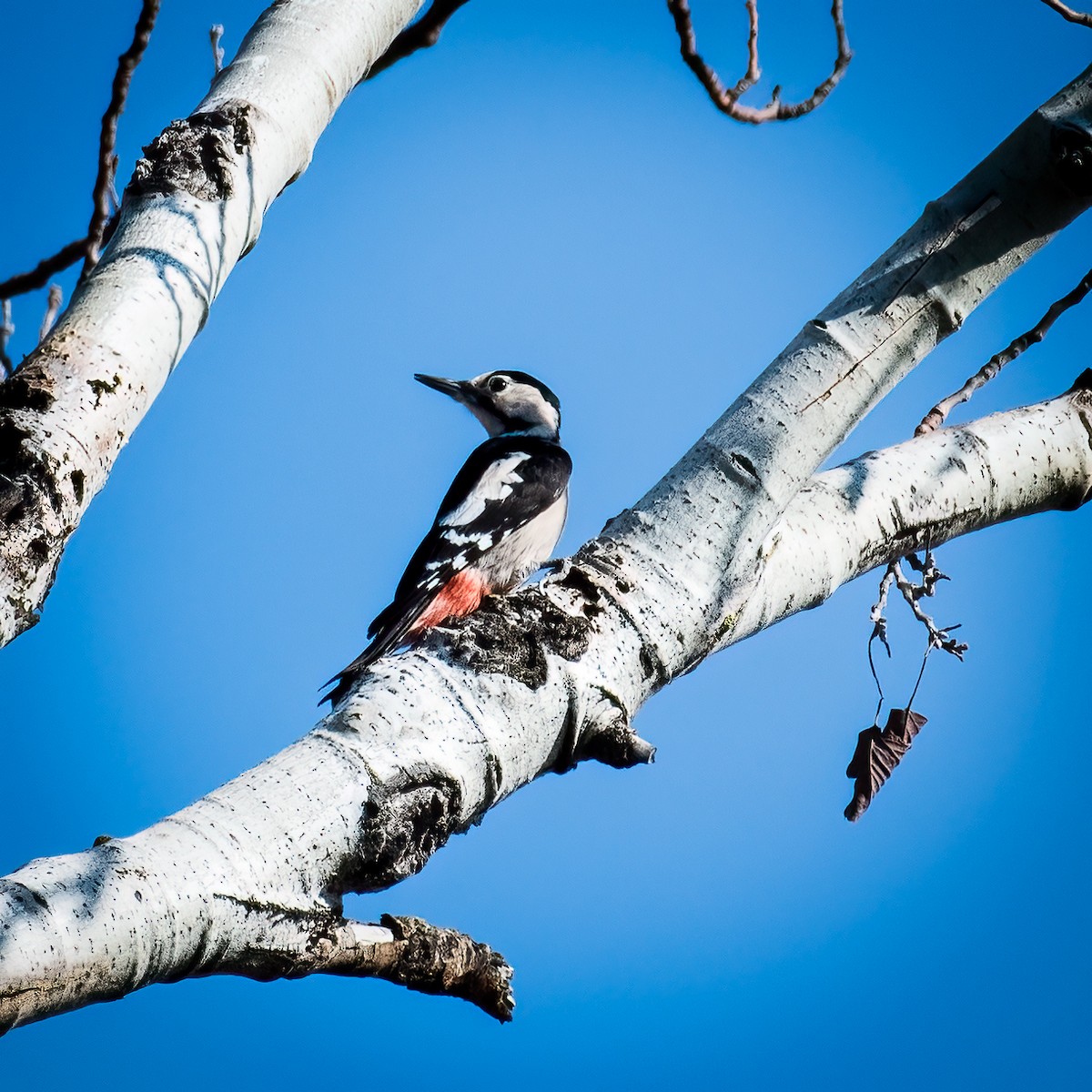 Syrian Woodpecker - Stratis Vavoudis