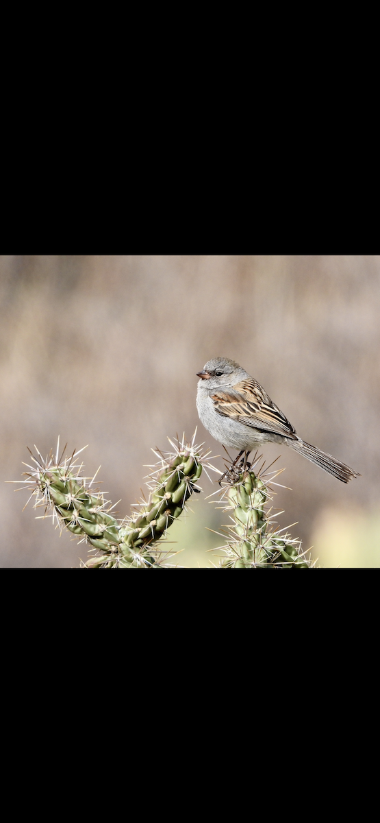 Black-chinned Sparrow - ML529402291