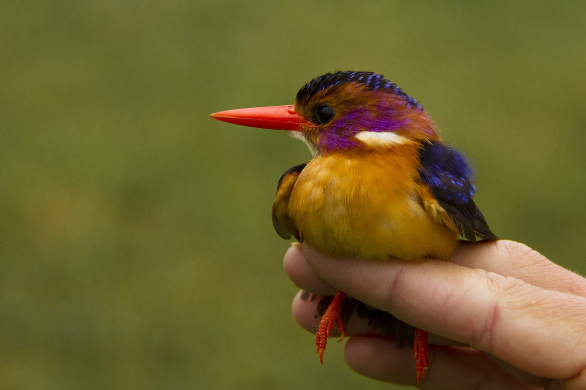African Pygmy Kingfisher - Phil Stouffer