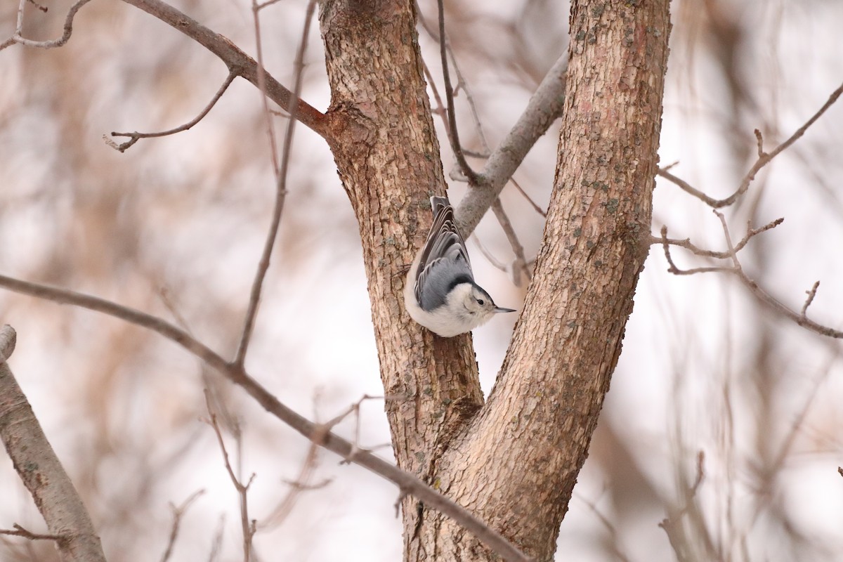 White-breasted Nuthatch - ML529412311