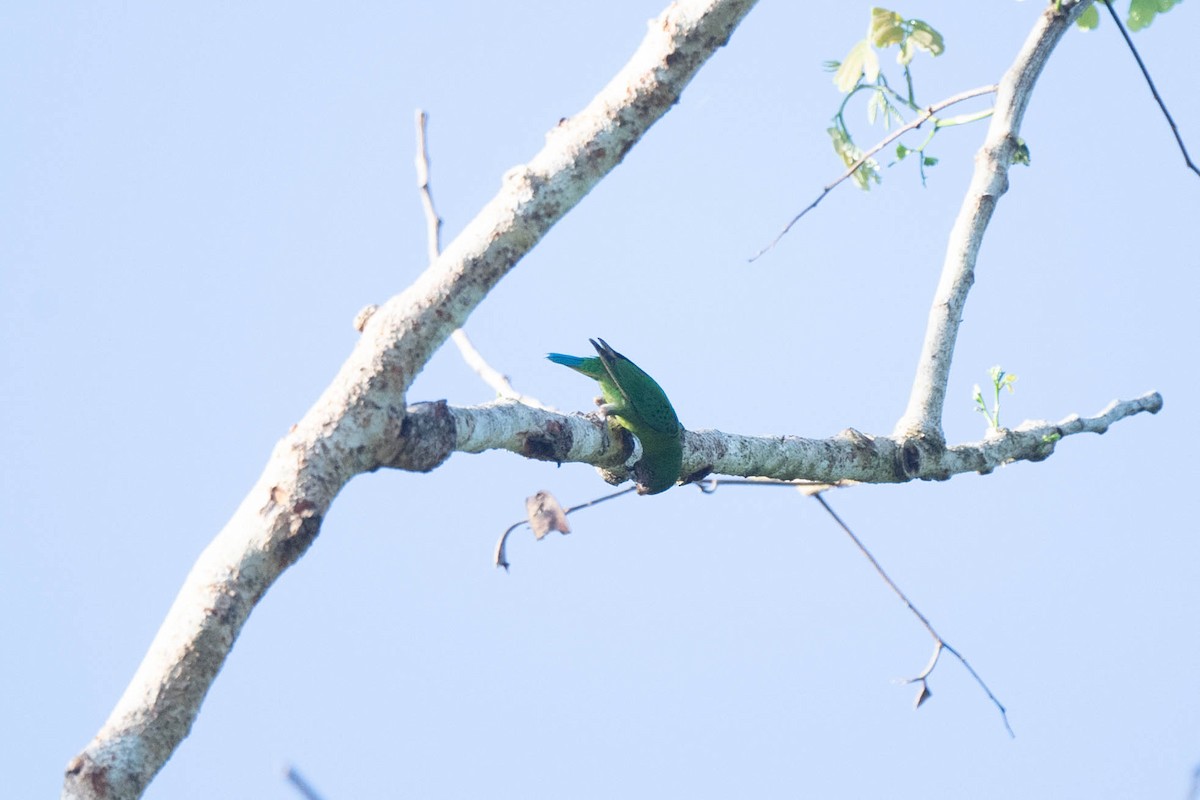 Yellow-capped Pygmy-Parrot - ML529413061