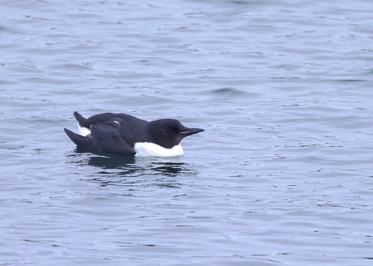 Thick-billed Murre - ML529416221