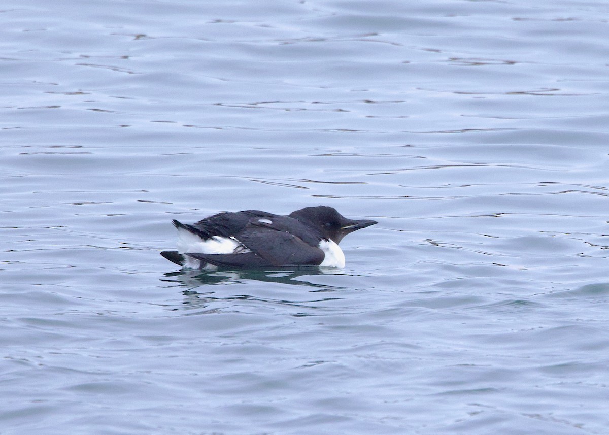 Thick-billed Murre - ML529416231