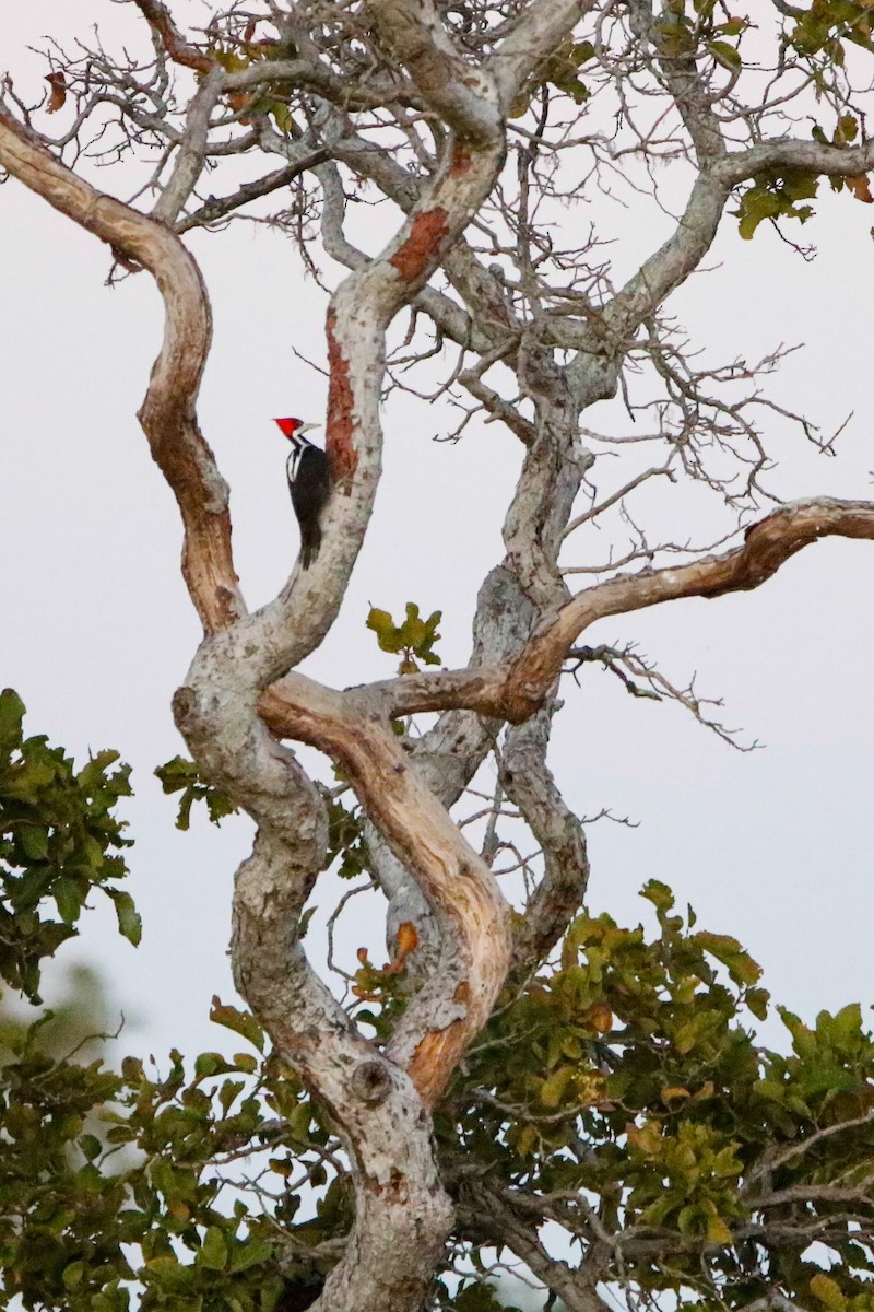 Crimson-crested Woodpecker - ML529417731