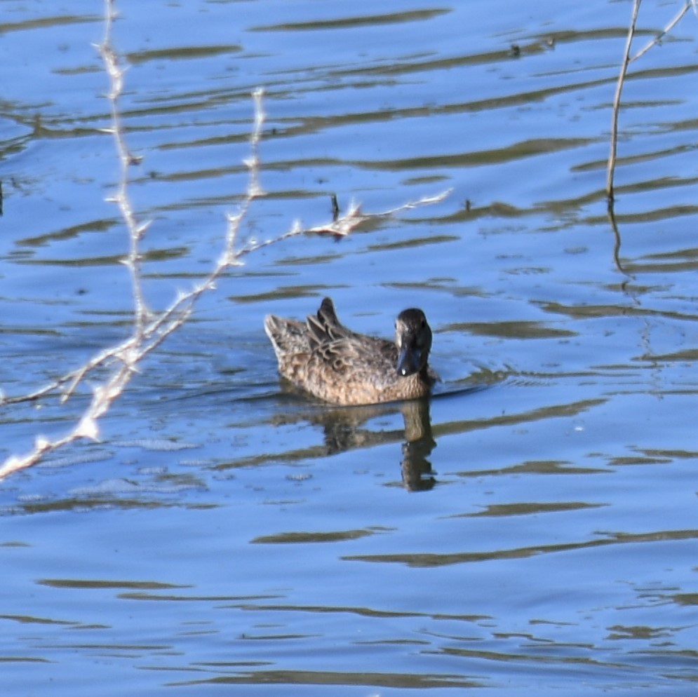 Blue-winged Teal - ML529419911