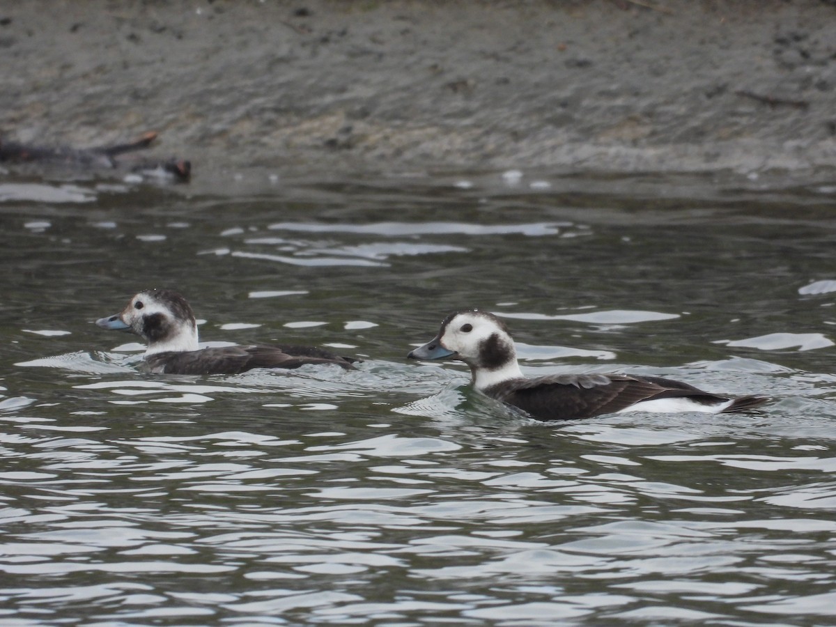 Long-tailed Duck - ML529421601