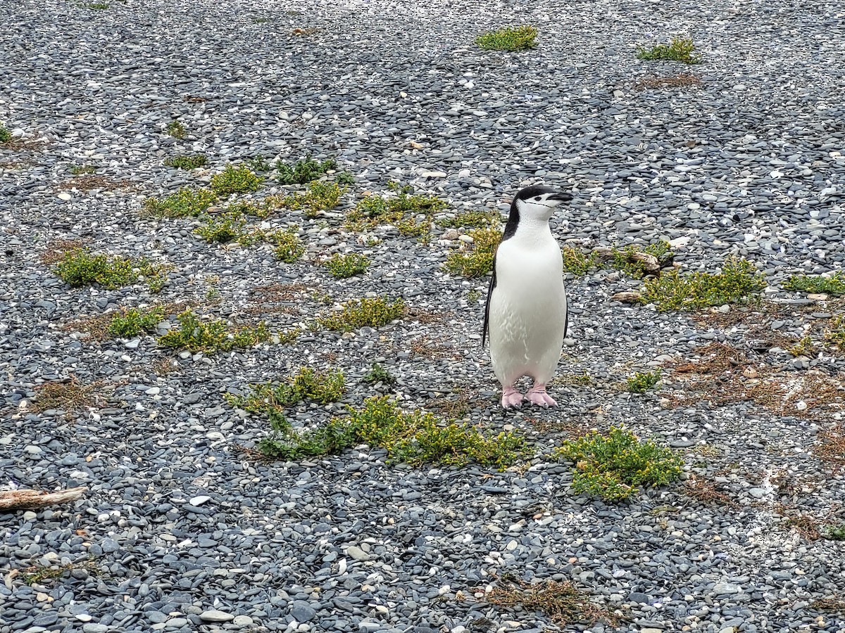 Антарктический пингвин - ML529421821