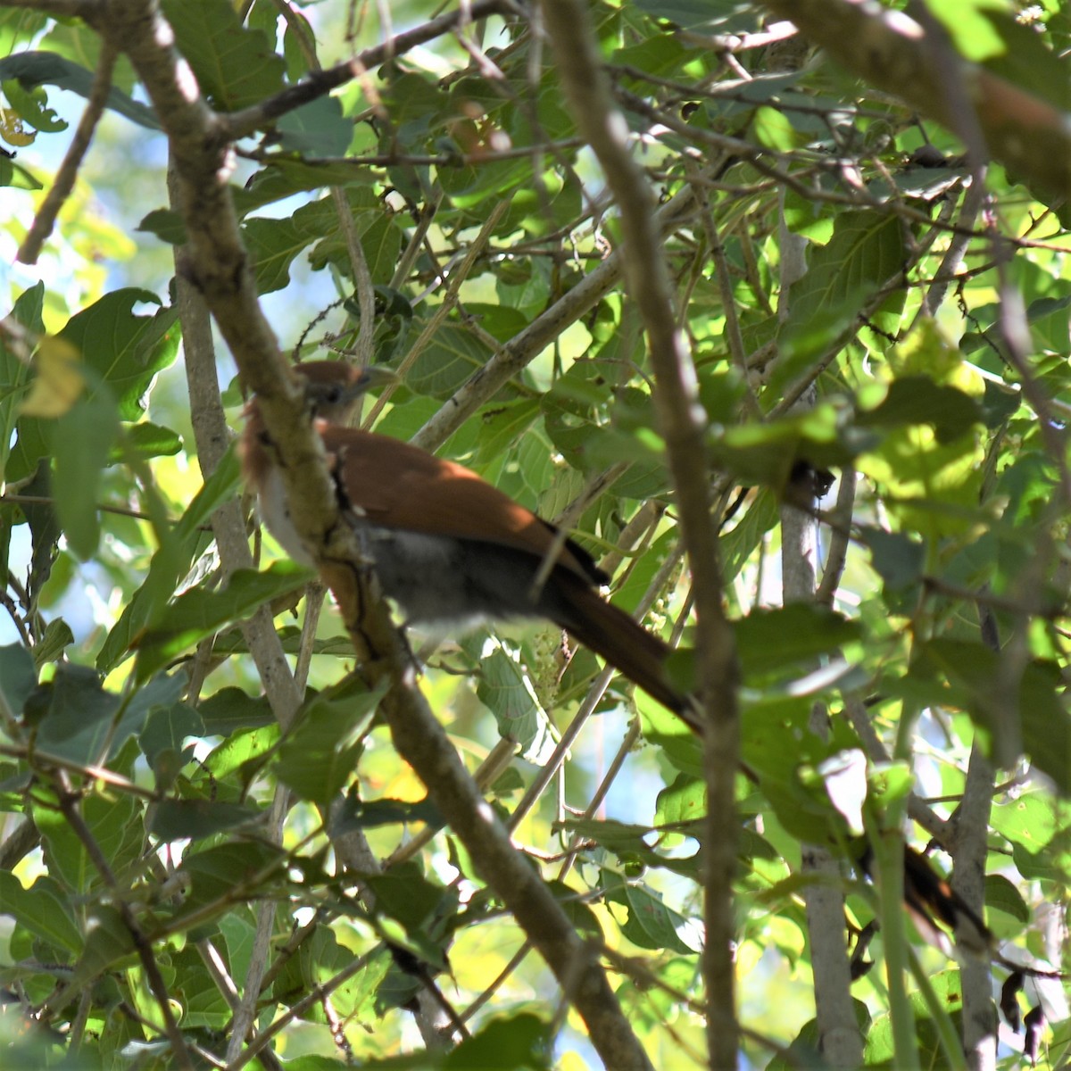 Squirrel Cuckoo (West Mexico) - ML529422011