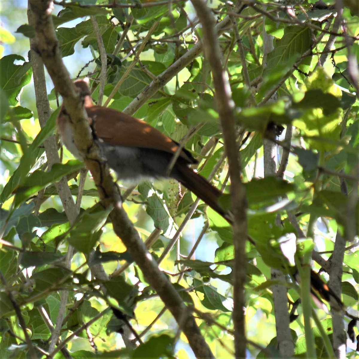 Squirrel Cuckoo (West Mexico) - ML529422061