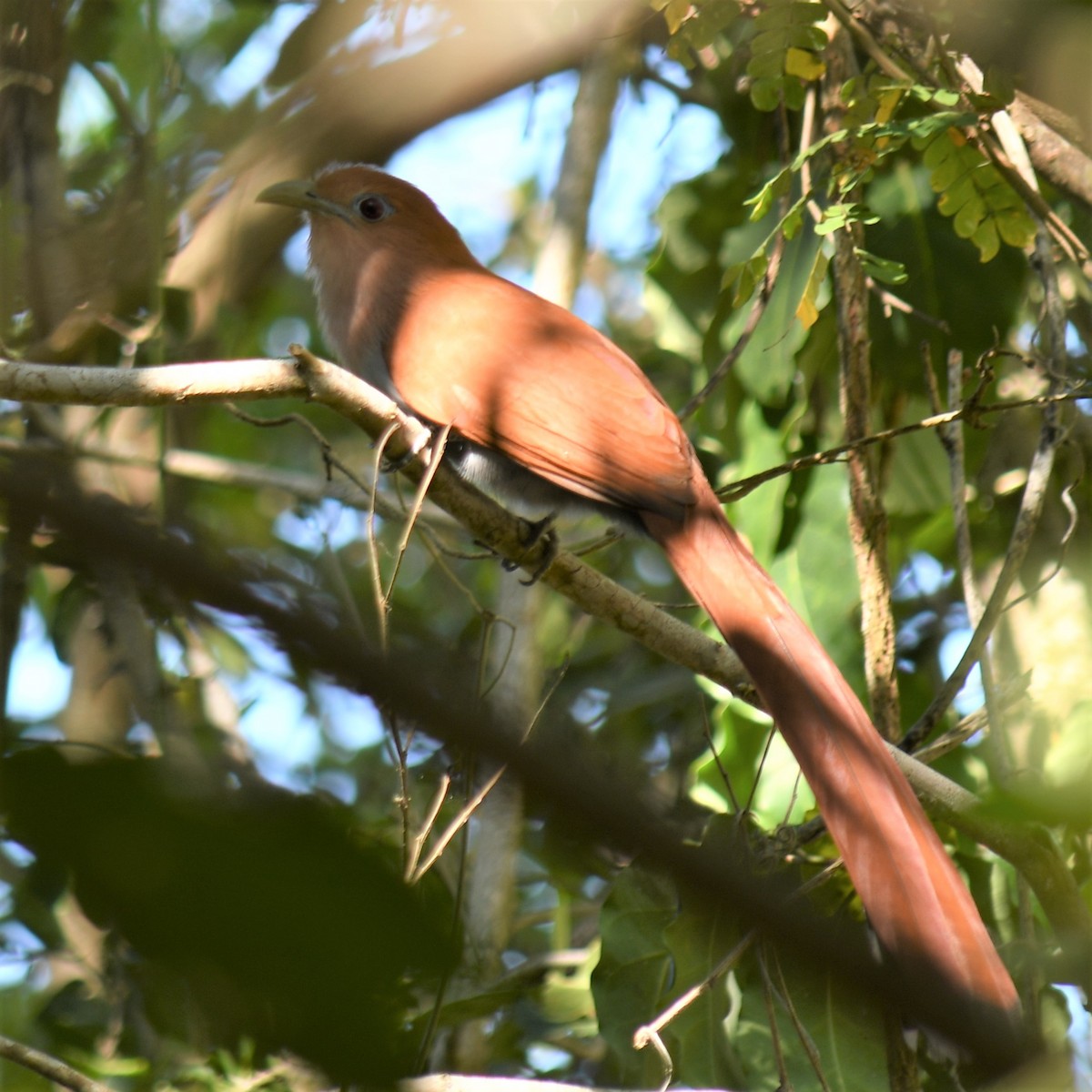Squirrel Cuckoo (West Mexico) - ML529422141