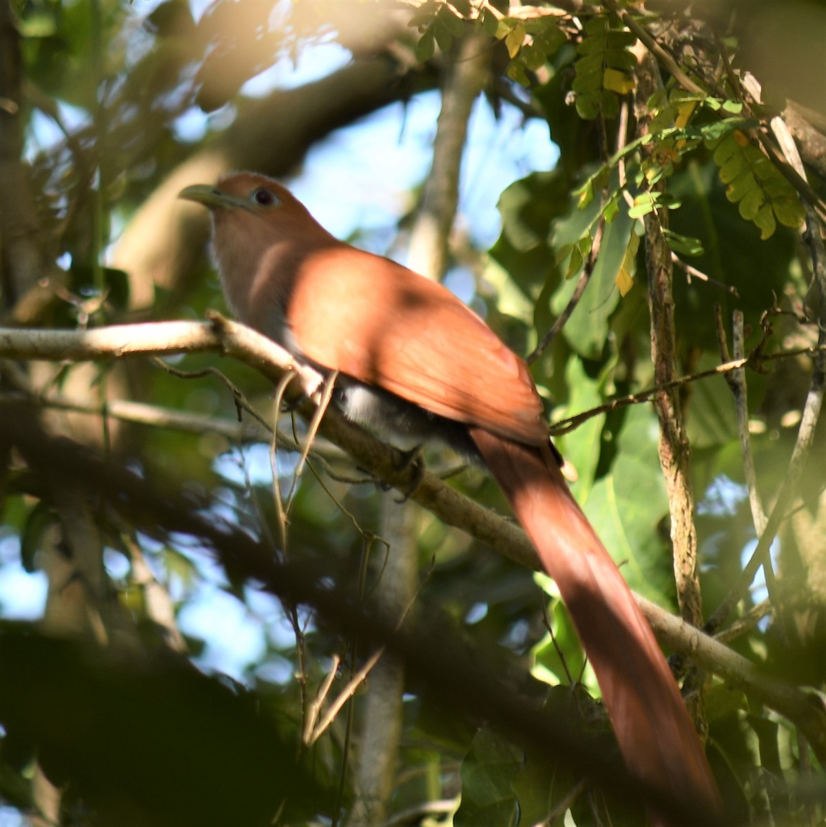 Squirrel Cuckoo (West Mexico) - ML529422151