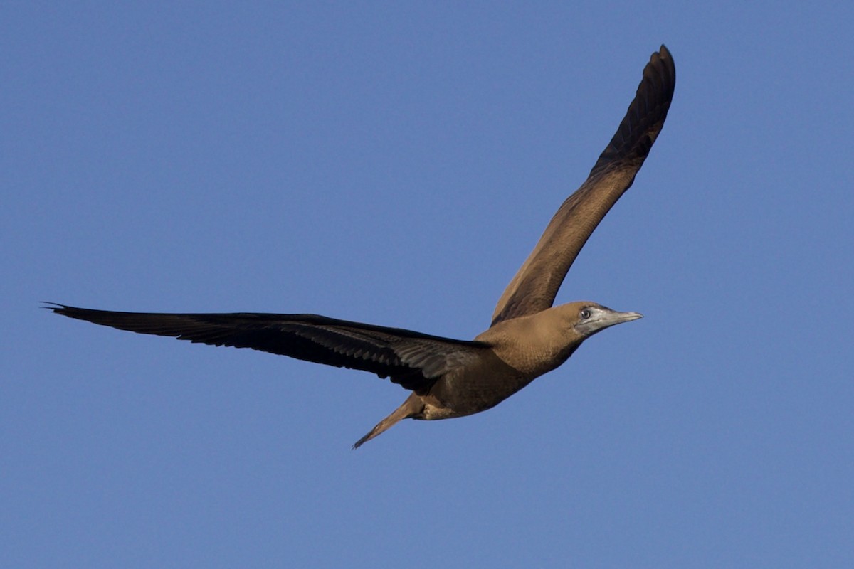 Brown Booby - ML529423191