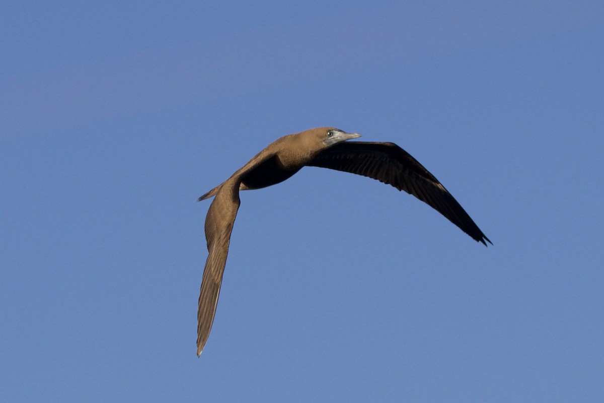 Brown Booby - ML529423201