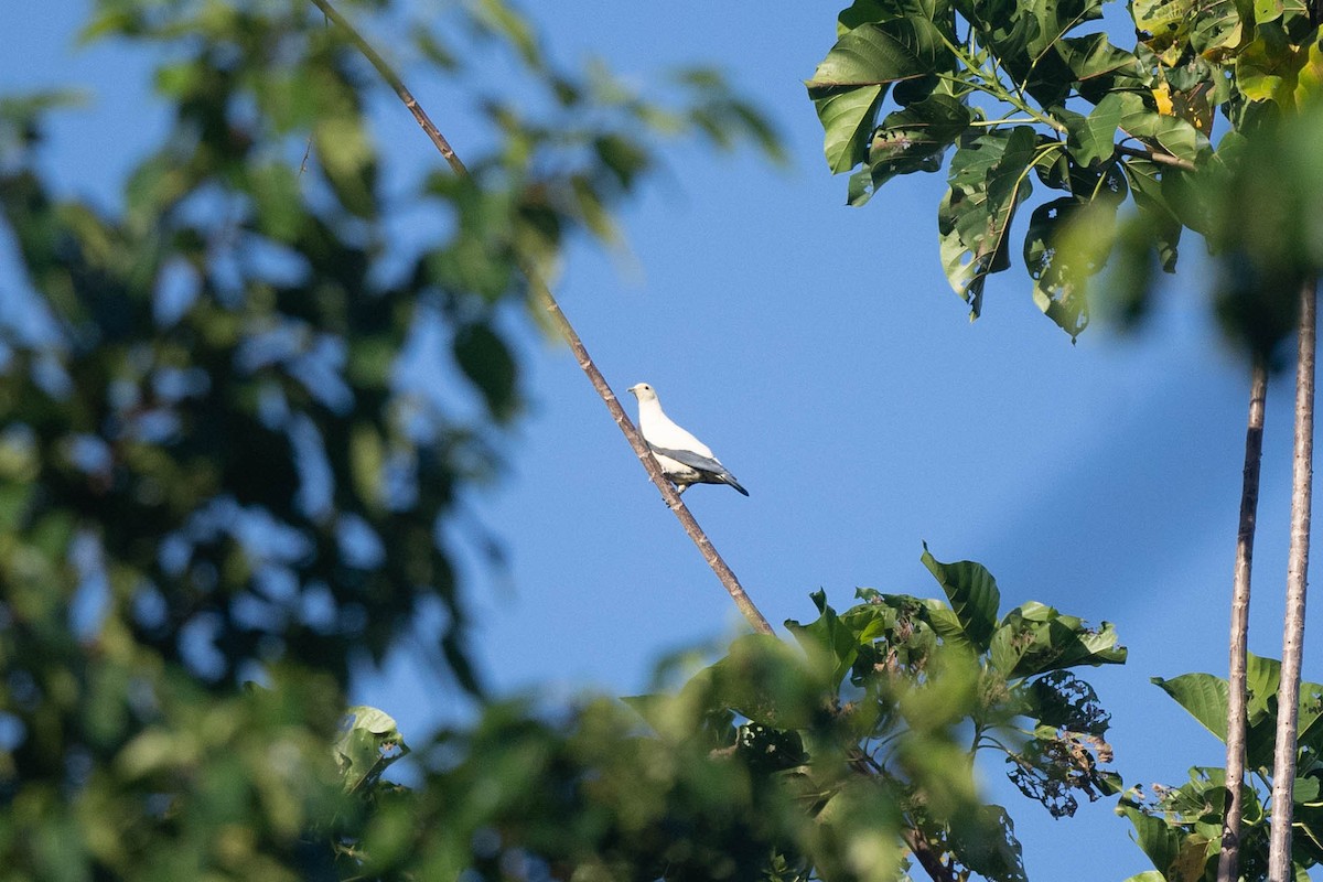 Pied Imperial-Pigeon - ML529427411