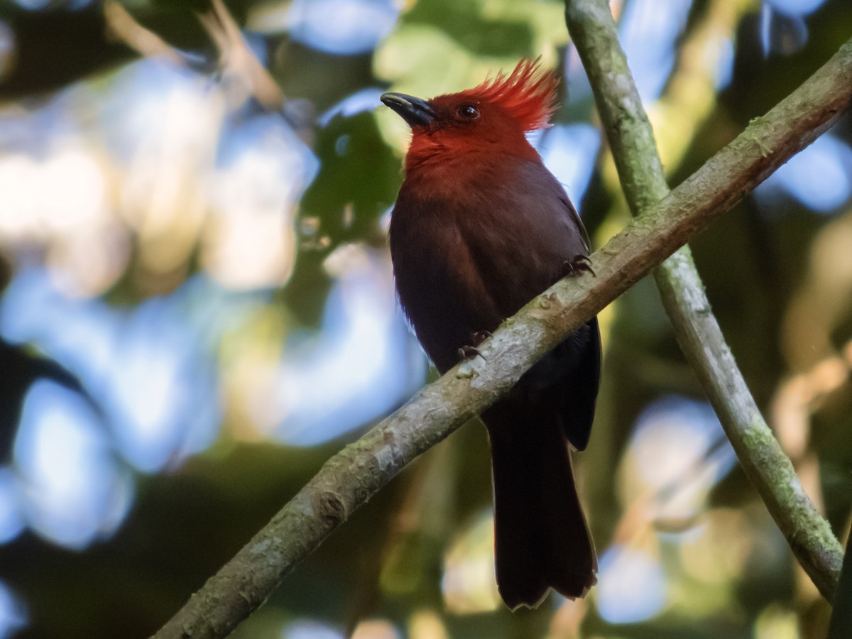 Crested Ant-Tanager - ML529427461
