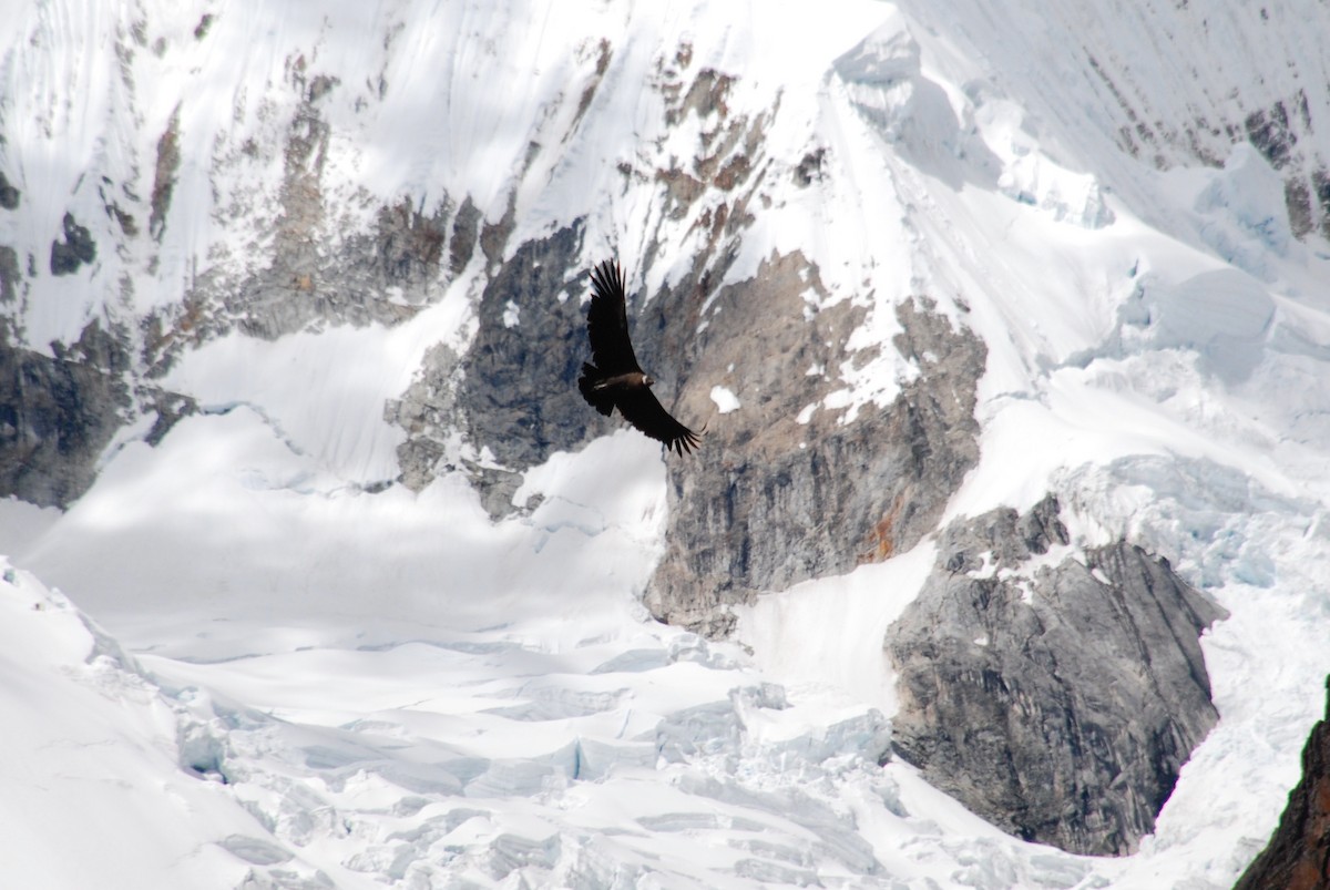 Andean Condor - Tim Holland