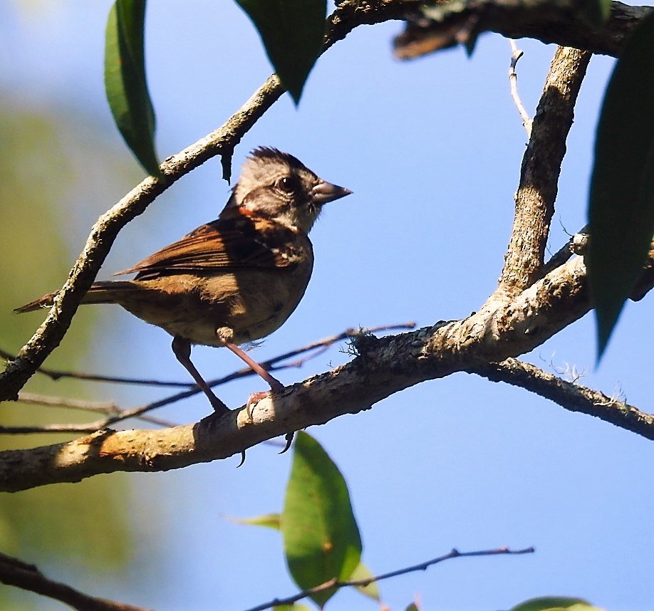 Rufous-collared Sparrow - ML529448431